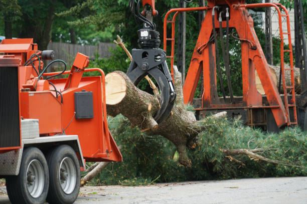 Best Tree Branch Trimming  in Auburn, WA